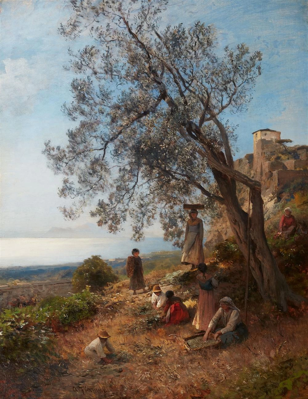 Raccolta delle olive